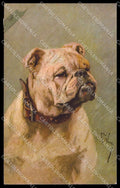 Artist Signed Arthur Wardle Bulldog Dog serie 113 ABRADED pc ZG4504 – fronte
