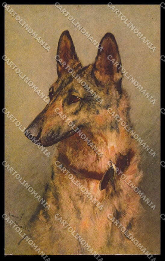 Artist Signed Arthur Wardle German Shepherd Dog serie 110 pc ZG4505 – fronte