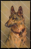 Artist Signed Arthur Wardle German Shepherd Dog serie 110 pc ZG4505 – fronte