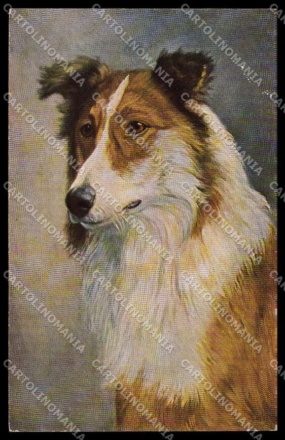 Artist Signed Scotch Collie Dog serie 120-825 ABRADED pc ZG4507 – fronte