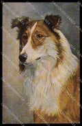 Artist Signed Scotch Collie Dog serie 120-825 ABRADED pc ZG4507 – fronte