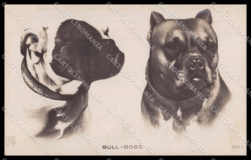 Animali Dog Bulldog NRM serie 4883 RPPC pc ZG4509 – fronte