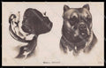 Animali Dog Bulldog NRM serie 4883 RPPC pc ZG4509 – fronte
