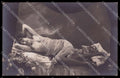 French Risque Nude Woman Stocking Original RPPC postcard ZG5670 – fronte