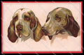 Illustratori Artist Signed Norfini Bracco Dog serie 712-1 pc ZG6039 – fronte
