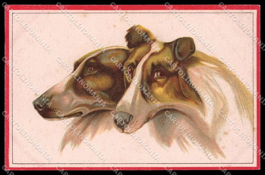 Illustratori Artist Signed Norfini Scotch Collie Dog serie 712-3 pc ZG6041 – fronte