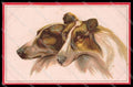 Illustratori Artist Signed Norfini Scotch Collie Dog serie 712-3 pc ZG6041 – fronte