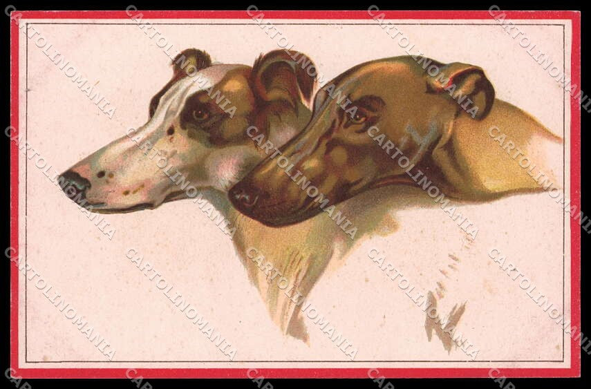 Illustratori Artist Signed Norfini Greyhound Dog serie 712-5 pc ZG6043 – fronte