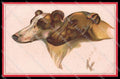 Illustratori Artist Signed Norfini Greyhound Dog serie 712-5 pc ZG6043 – fronte