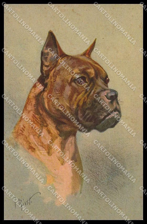 Illustratori Artist Signed I. Rivst Boxer Dog serie 101 pc ZG6101 – fronte