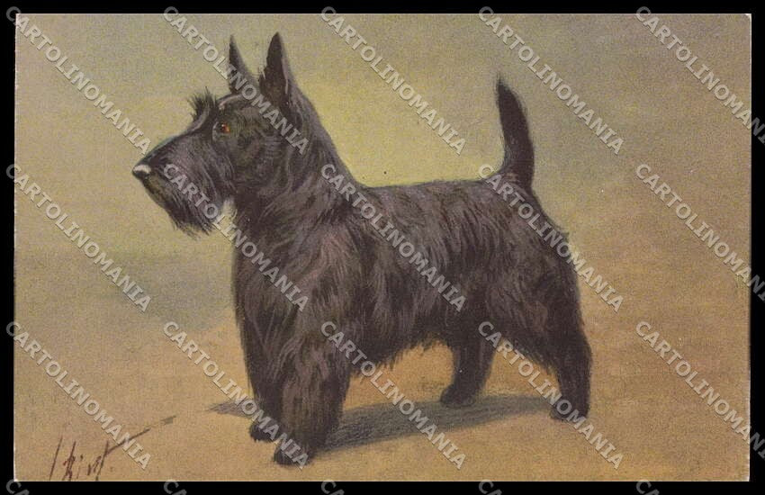 Illustratori Artist Signed I. Rivst Scotch Terrier Dog serie 96 pc ZG6102 – fronte