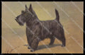 Illustratori Artist Signed I. Rivst Scotch Terrier Dog serie 96 pc ZG6102 – fronte