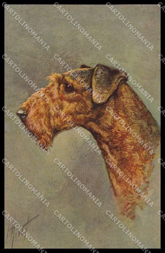 Illustratori Artist Signed I. Rivst Airdale Terrier Dog serie 100 pc ZG6104 – fronte