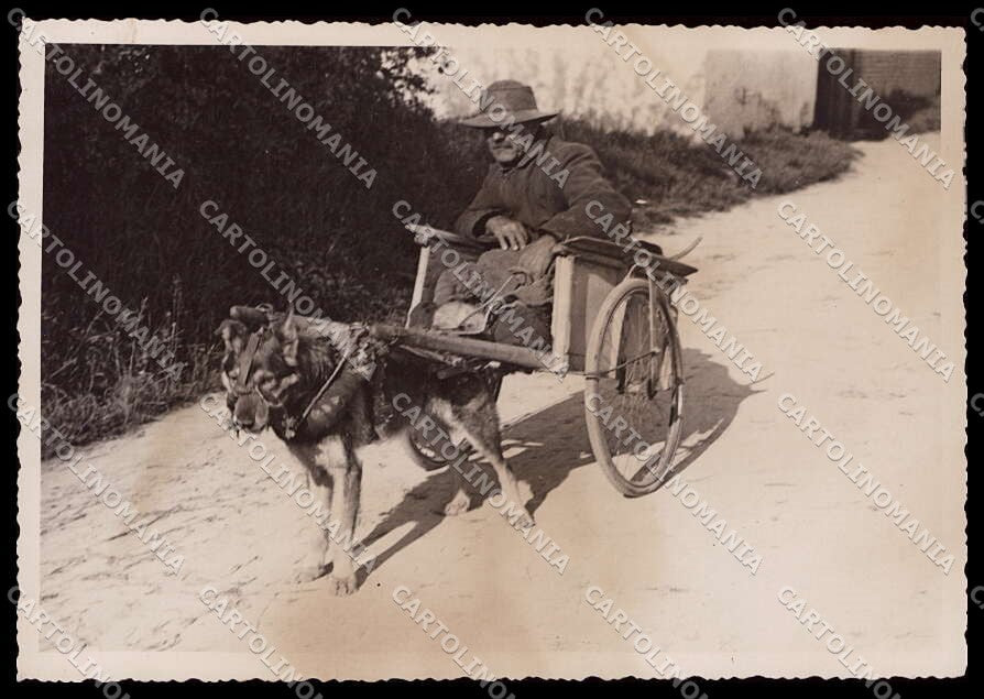 Pavia Gropello Cairoli Cascina Morgarolo Carretto Cane FG Foto cartolina ZG6139 – fronte
