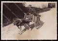 Pavia Gropello Cairoli Cascina Morgarolo Carretto Cane FG Foto cartolina ZG6139 – fronte