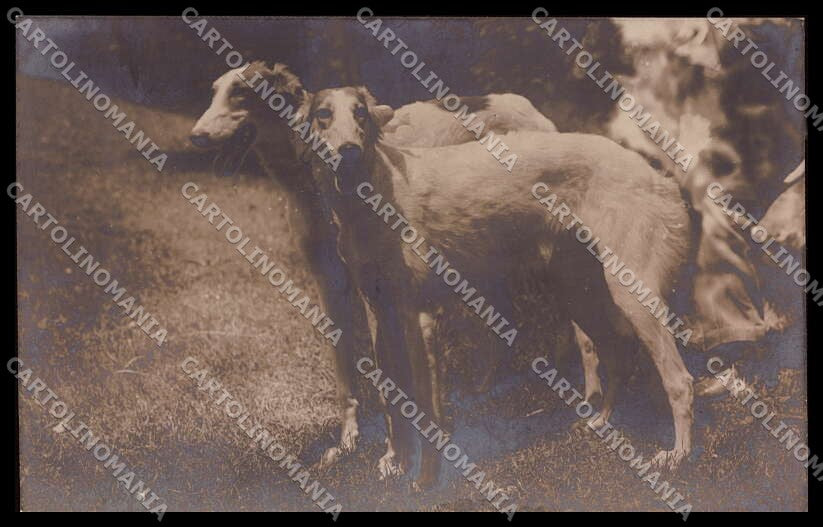 Animali Cane Borzoi Dog RPPC Photo cartolina ZG9034 – fronte