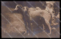 Animali Cane Borzoi Dog RPPC Photo cartolina ZG9034 – fronte