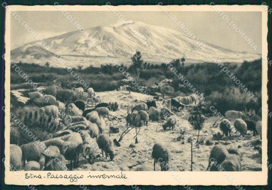 Catania Etna Pecore Nevicata FG cartolina ZK0875 – fronte