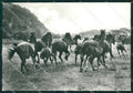 Grosseto Città Cavalli Maremmani Foto FG cartolina ZK1381 – fronte