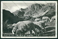 Sondrio Bormio Pecore Foto FG cartolina ZK2030 – fronte