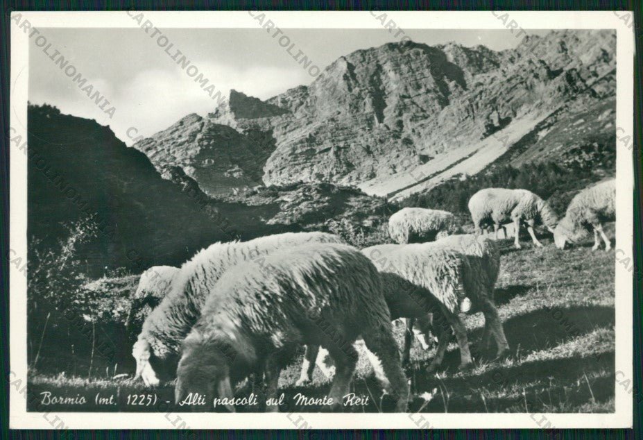 Sondrio Bormio Pecore Foto FG cartolina ZK2030 – fronte