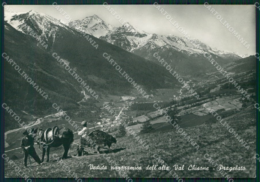 Torino Pragelato Asino Foto FG cartolina ZK2503 – fronte