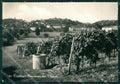 Alessandria Cassine Vigneti Foto FG cartolina ZK2587 – fronte