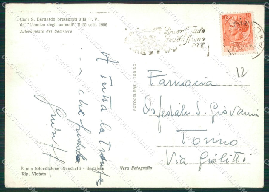 Torino Sestriere Cani San Bernardo Foto FG cartolina ZK2661 – retro