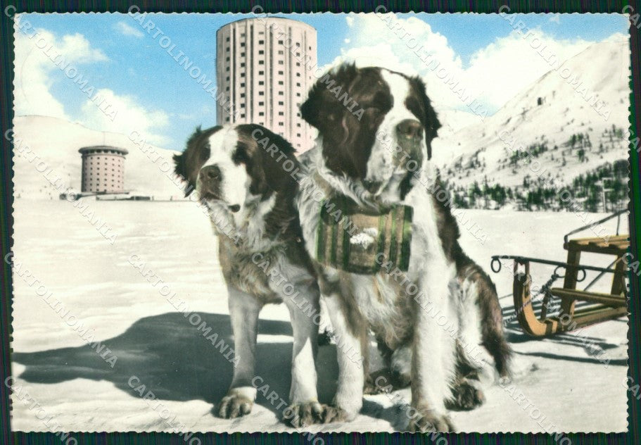 Torino Sestriere Cani San Bernardo Foto FG cartolina ZK2664 – fronte