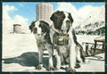 Torino Sestriere Cani San Bernardo Foto FG cartolina ZK2664 – fronte