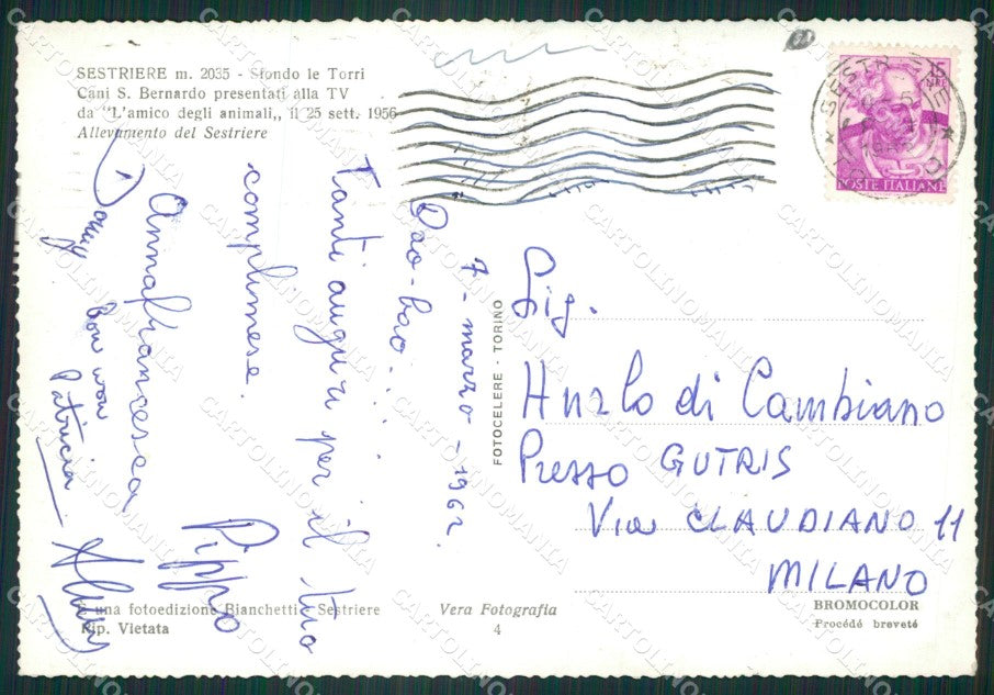 Torino Sestriere Cani San Bernardo Foto FG cartolina ZK2664 – retro