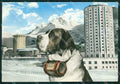 Torino Sestriere Cane San Bernardo Foto FG cartolina ZK2665 – fronte