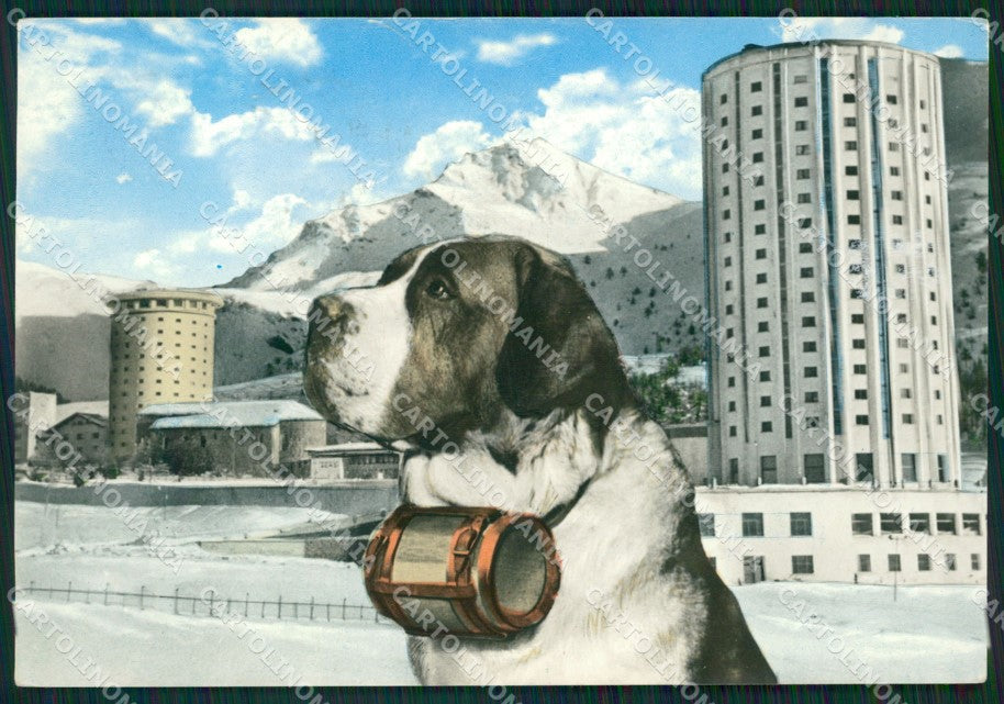 Torino Sestriere Cane San Bernardo Foto FG cartolina ZK2665 – fronte