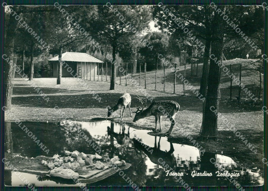 Ravenna Faenza Zoo Foto FG cartolina ZK2682 – fronte