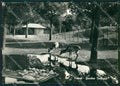 Ravenna Faenza Zoo Foto FG cartolina ZK2682 – fronte
