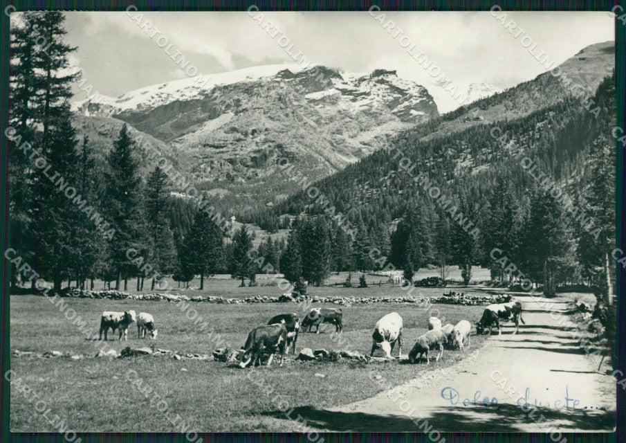 Aosta Ayas Champoluc PIEGHINA Foto FG cartolina ZK3114 – fronte