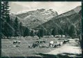 Aosta Ayas Champoluc PIEGHINA Foto FG cartolina ZK3114 – fronte