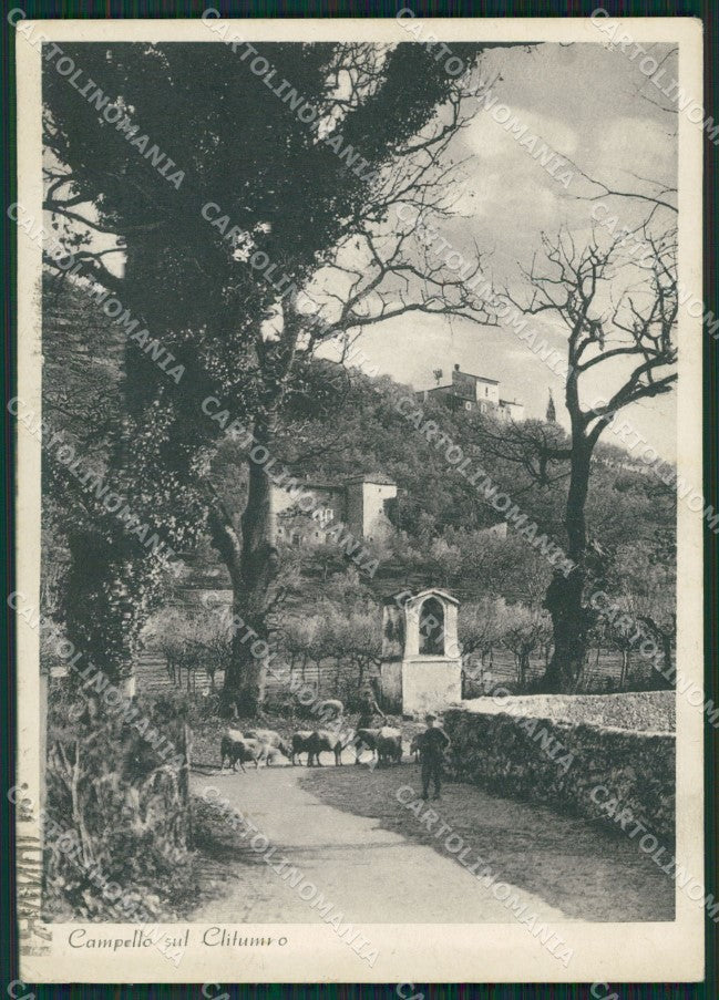 Perugia Campello Sul Clitunno Pecore FG cartolina ZK3674 – fronte