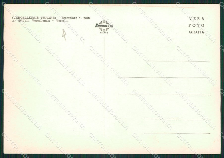 Vercelli Città Allevamento Pointer Foto FG cartolina ZK4066 – retro
