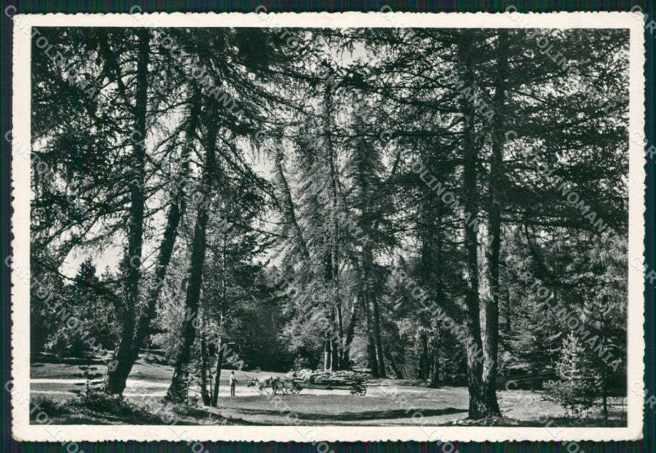 Trento Coredo PIEGHINA Foto FG cartolina ZK4451 – fronte