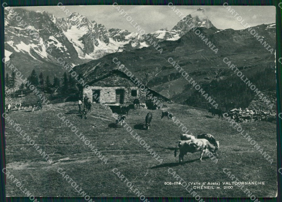 Aosta Valtournanche Mucche PIEGA Foto FG cartolina ZK5290 – fronte