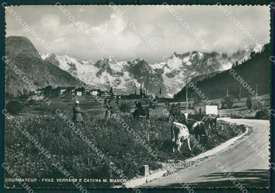Aosta Courmayeur Verrand Mucche Foto FG cartolina ZK5333 – fronte
