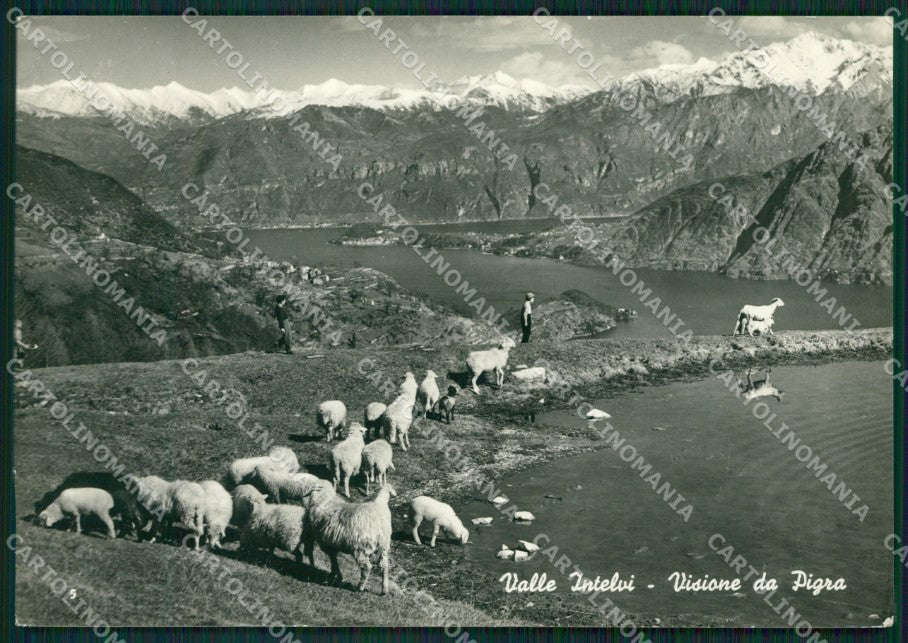 Como Pigra Pecore Foto FG cartolina ZK5737 – fronte