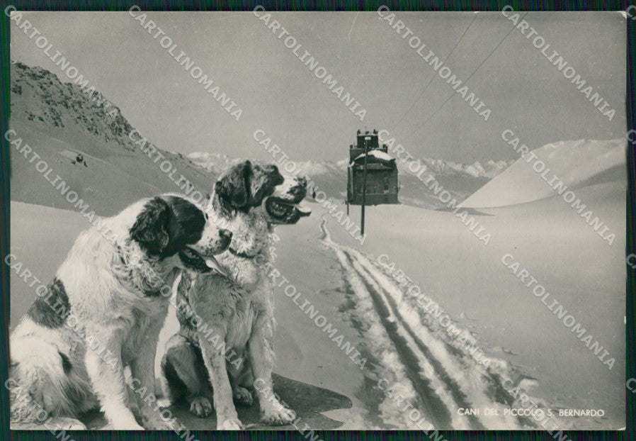 Aosta Piccolo San Bernardo Cani Foto FG cartolina ZK5770 – fronte