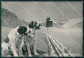 Aosta Piccolo San Bernardo Cani Foto FG cartolina ZK5770 – fronte