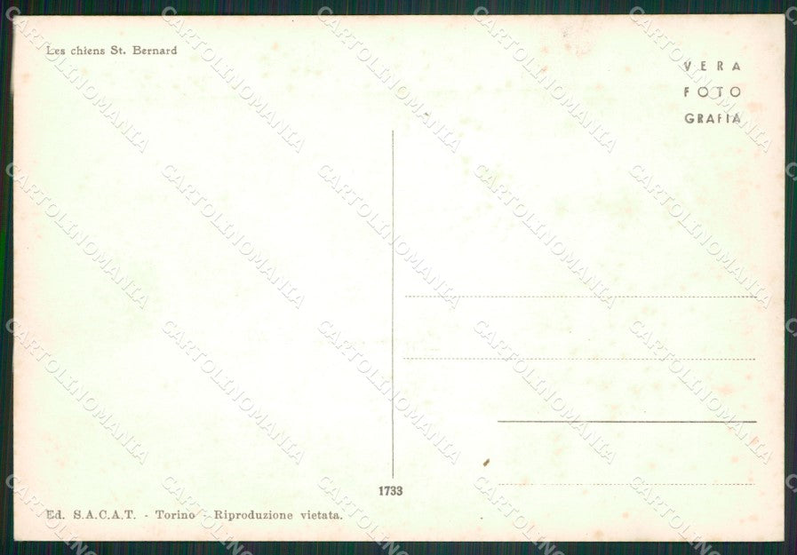 Aosta Piccolo San Bernardo Cani Foto FG cartolina ZK5770 – retro