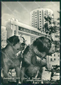 Torino Sestriere Cani San Bernardo Foto FG cartolina ZK6238 – fronte