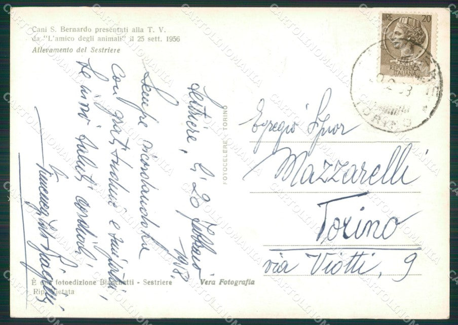Torino Sestriere Cani San Bernardo Foto FG cartolina ZK6238 – retro