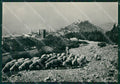 Perugia Assisi Pecore PIEGHINA STRAPPINO Foto FG cartolina ZK6404 – fronte