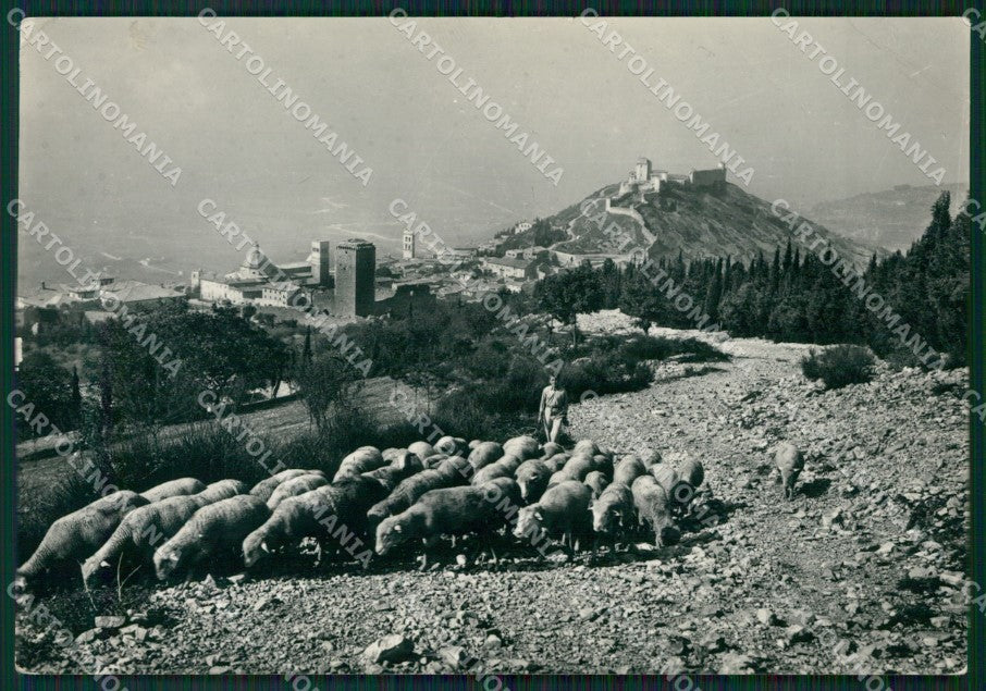 Perugia Assisi Pecore PIEGHINA STRAPPINO Foto FG cartolina ZK6404 – fronte